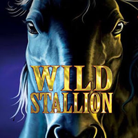 Wild Stallion