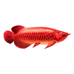 Icon 3 Arowanas Luck