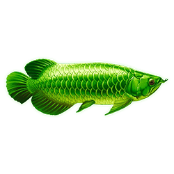 Icon 4 Arowanas Luck