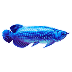 Icon 5 Arowanas Luck